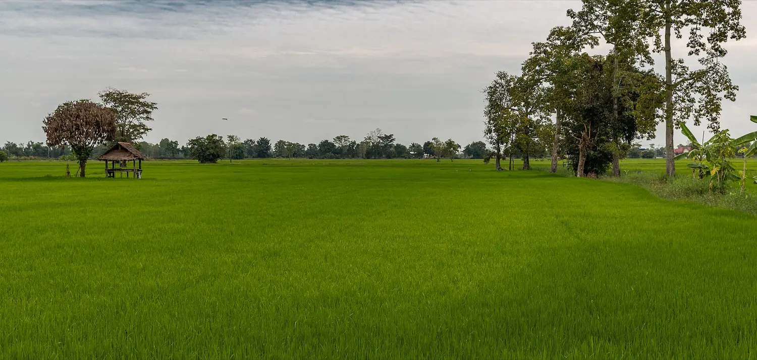 Bright green rice paddies under a wide sky in Sukhothai