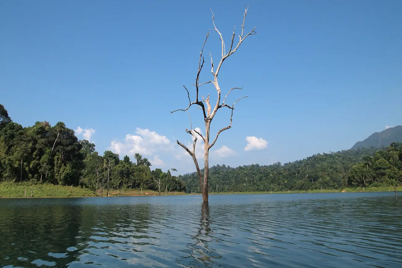 A solitary drowned tree standing in the still water of Cheow Lan Lake